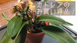4月　①ミニカトレアお買い得品の注意点。水苔植えをバークにするので根を洗い乾かします。次回②で植え付けします。