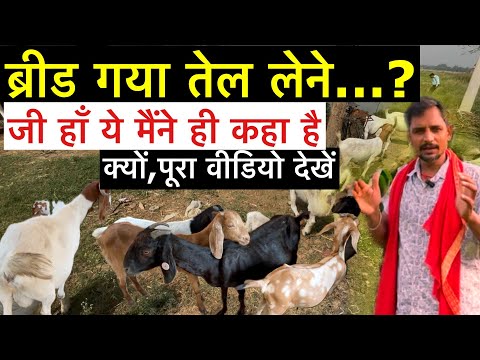 बकरी पालन में बहुत कमाई है पर लोग दिशा भटक रहे हैं नतीजा नुक़सान उठाते हैं। Farming Success Plan 