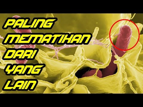 Video: Para Ilmuwan Takut Akan Virus Babi Baru Yang Mematikan Yang Dapat Ditularkan Ke Manusia - Pandangan Alternatif