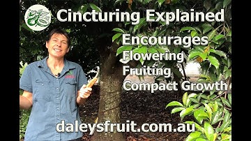 Cincturing Explained. A technique to encourage flowering, fruiting and to keep your trees compact.