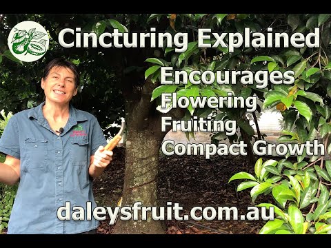 Видео: Lychee Girdling Information - Научете как да препасате дърво от личи
