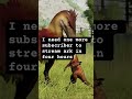 Ark