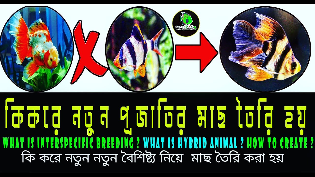 How to make Hybrid fish? interspecific breeding কি করে নতুন প্রজাতির মাছ তৈরি করা হয়? 