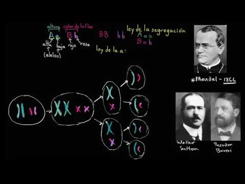 Video: ¿Cómo apoyan las observaciones de Sutton la teoría de la herencia cromosómica?