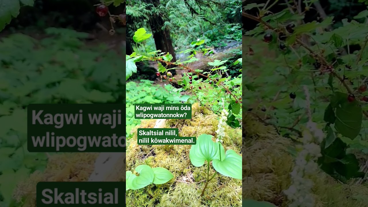 Why don't those berries taste good? Unripe Gooseberries. Abenaki Language 