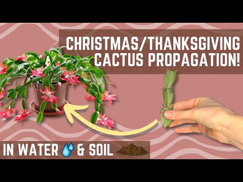 Video: Il miglior terreno per i cactus di Natale - Scopri i requisiti del suolo per i cactus di Natale