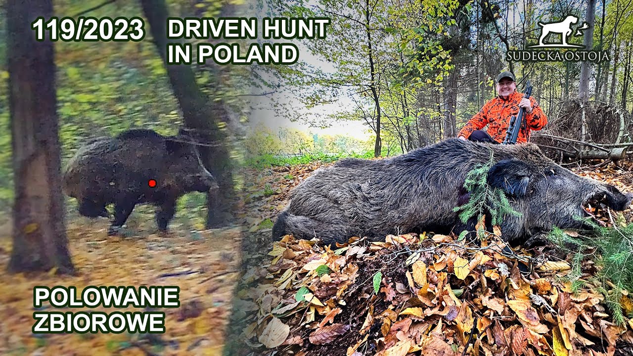 SUDECKA OSTOJA 119/2023 Polowanie zbiorowe - driven hunt in Poland wildboar wildboars