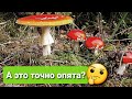 Зашёл в лес🌳 набрал ведро Опят🍄/ За грибами в Германии🍁