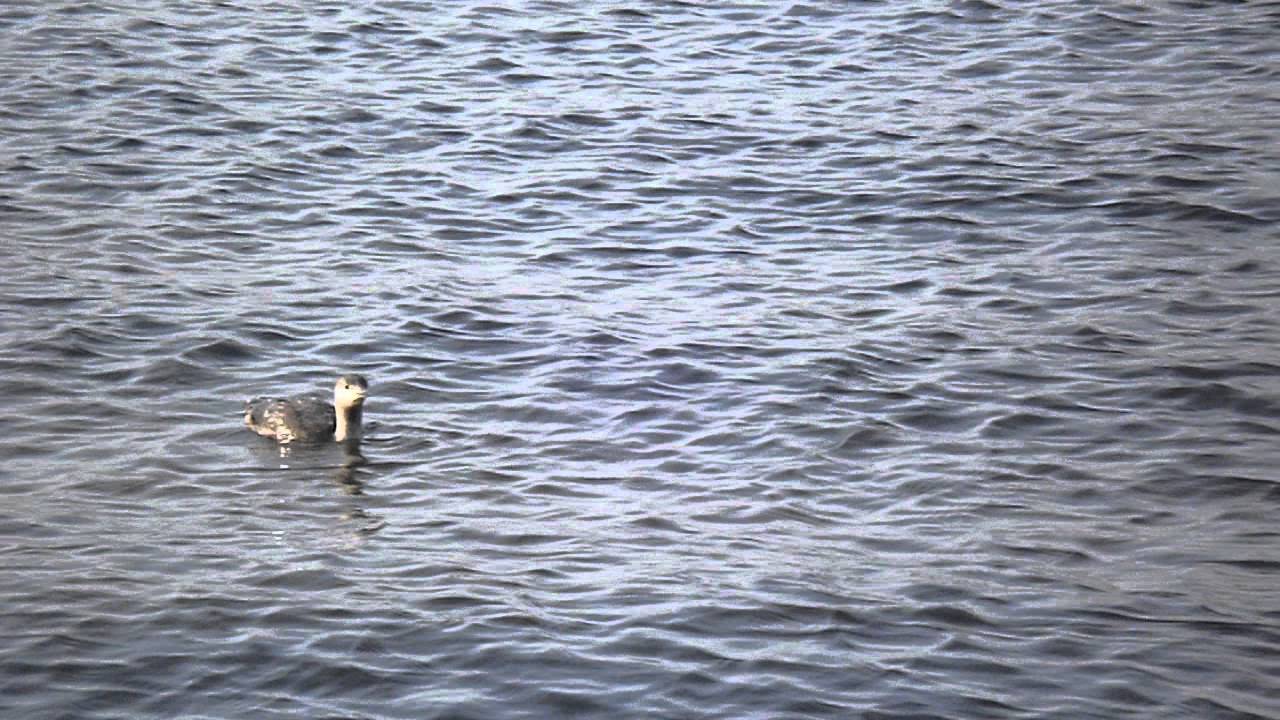 Loon at Palmyra Nature Cove