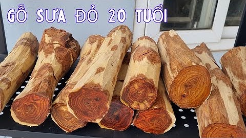 Giao Lưu Gỗ Sưa Bắc Khoảng 20 Năm Tuổi Gỗ Sưa Có Đắt Đỏ Và Thần Bí Như Những Lời Đồn Thổi