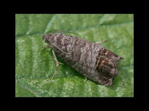 Vídeo: Ciclo de vida da traça de Codling: Como tratar infestações de traça de Codling