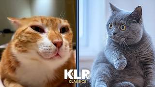 Best Cat Voiceovers 🐱KLR Compilation🐱