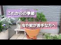 【ローズゼラニウム】蚊除け草　ハーブってすごい