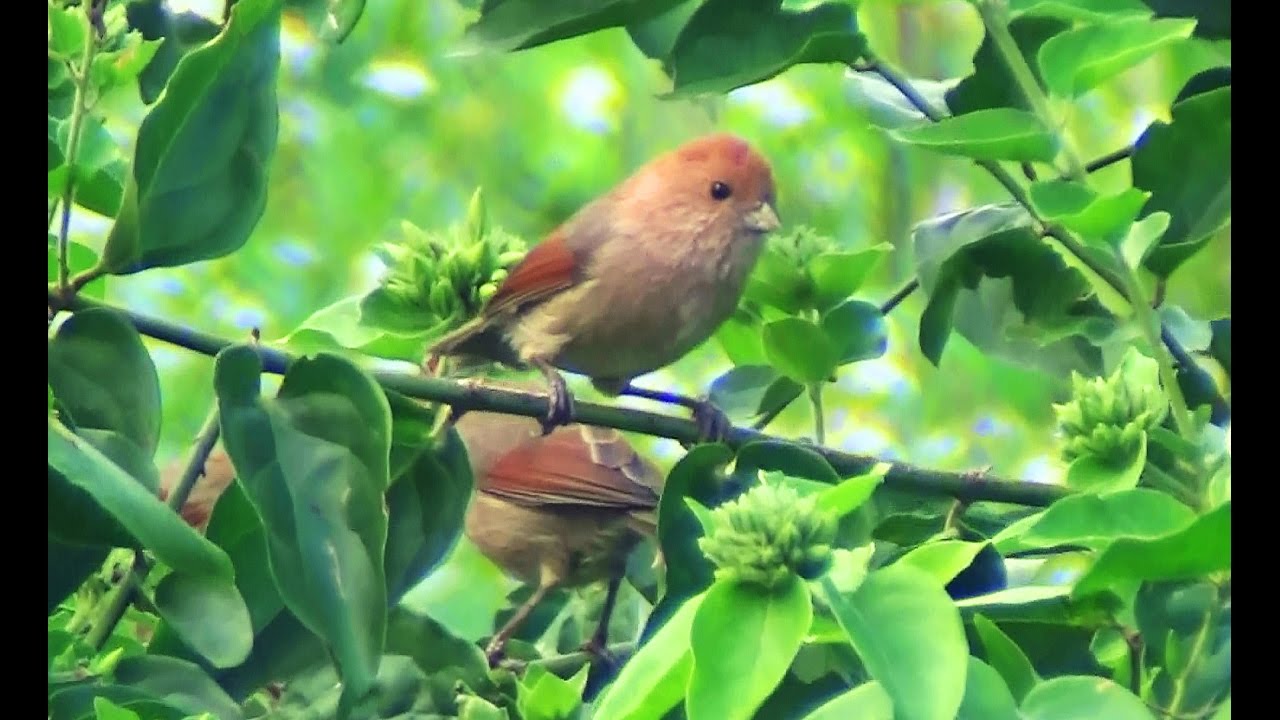 Vinous throated Parrotbill_ a small group fast moving in the bush