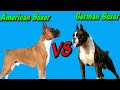 German Boxer Vs American Boxer || American Boxer Vs German Boxer || Which Dog Is Best .