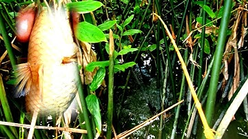 Câu nhấp cá rô đồng trong bụi sậy 💕lời chào thân mến @chắc chắn VT