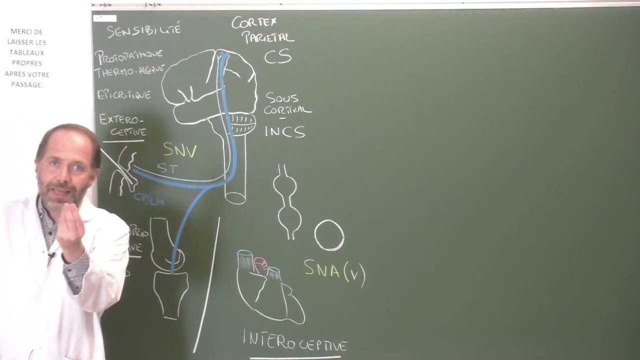 Neuroanatomie 11 : Principes d'organisation des voies sensitives