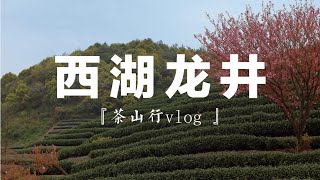 【清山寻茶记2】西湖龙井与钱塘龙井的区别？全手工or 机制茶？