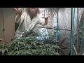 Skunk Afghani - The Bloom Is Almost Here