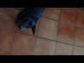 Schatzi Daschund Cleaning Teeth Treat