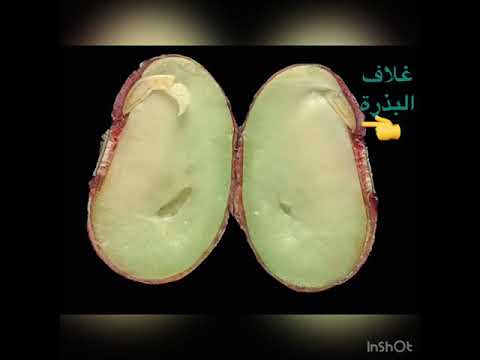 الصف الثاني حنين عامر اجزاء البذرة