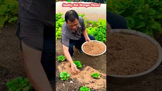 Rice Husk Secret for Healthier Vegetables! 🌱#shortsfeed #organicfarming