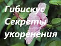 Гибискусы. Секреты укоренения. Личный опыт