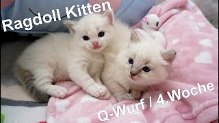 Ragdoll Kitten | unser Q-Wurf in der vierten Woche | Aramintapaws Ragdolls by Aramintapaws Ragdolls 214 views 1 year ago 1 minute, 4 seconds