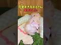 絶対きゅんとする猫映像#猫 #猫のいる暮らし #猫動画 #ねこ #可愛い #かわいい #可愛すぎる #2ch #癒し #ペット #動物 #2ch #shorts