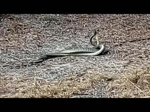 Pythons mating
