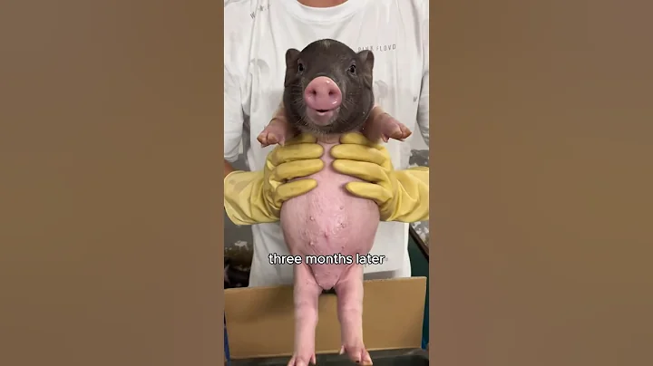 The little pig who didn’t want to be apart #animals #love #shorts