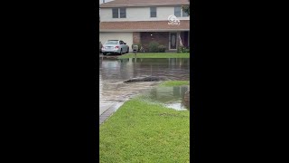 Video shows alligator lurking in flood waters