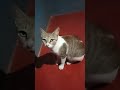 Myavooo... #shortvideo #petlover Mp3 Song