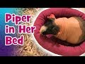 Skinny pig piper in her bed
