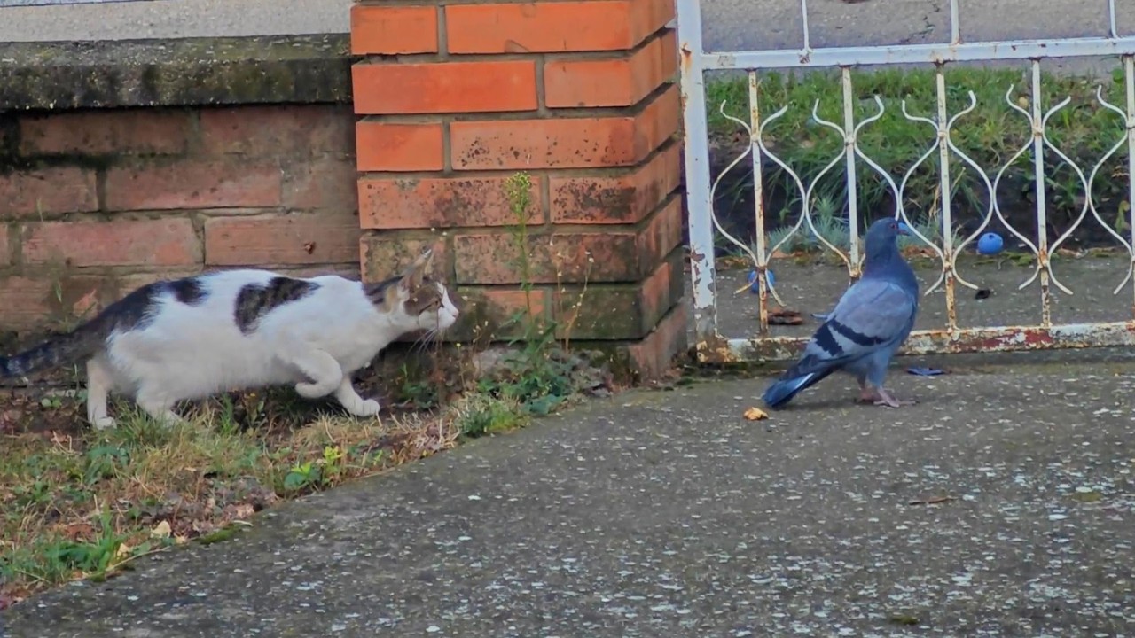 Pigeon Walks Into a Cat's Territory… and This Happens! - 🕊️🐱