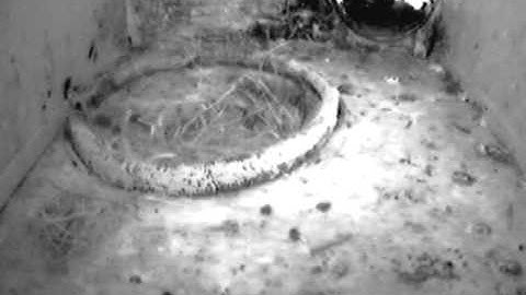 Gierzwaluwen: starling singing before nestbox common swift.flv