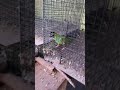 Nanday Conure At Bharati Aviary And Farms Odisha Pls Like And Subscribe