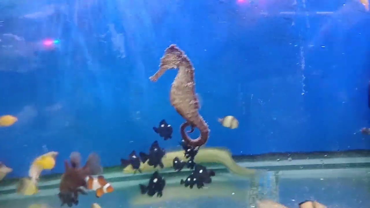 CARTIMAR 2022 | sari-saring hayop at halaman |buying guppy fish with my siblings