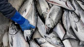 Weather Take a peek inside the Fulton Fish Market Sky View
