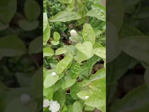 Motiya Plant Increase Flowering Tips Short 