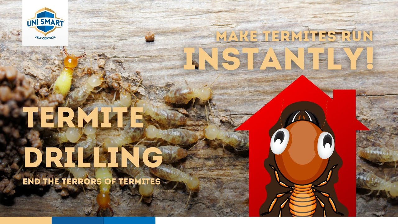Terrors of Termites : Get Rid of Termites INSTANTLY with Termite ...