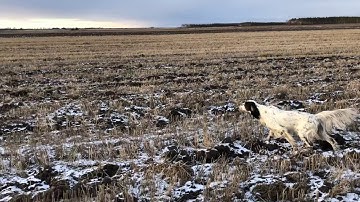Mosku english setter, the bird dog, the flush.