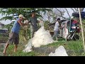 Poly culture farming white shrimp and bangus