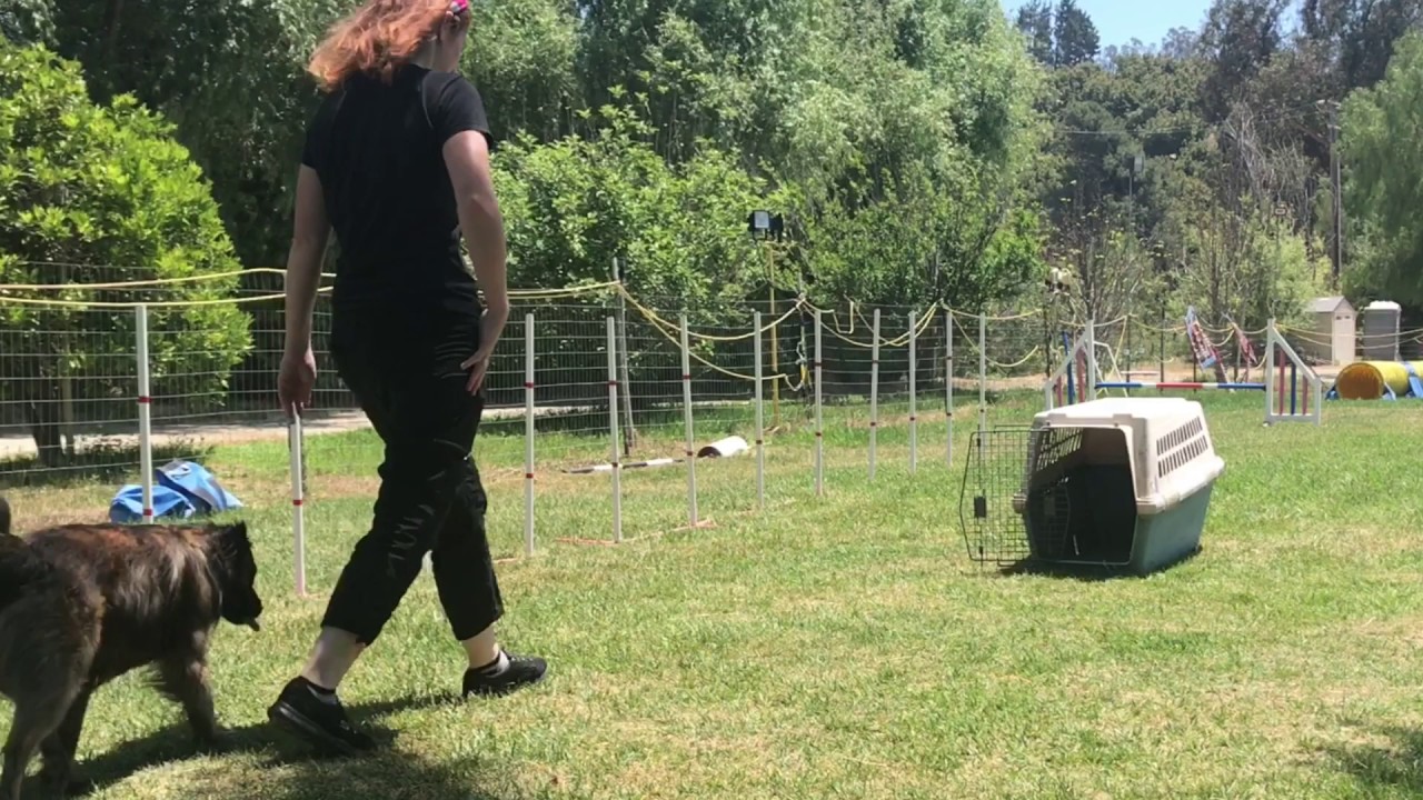 andreu-akc-trick-dog-performer-youtube