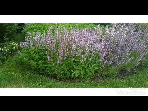 წვიმა მებაღისთვის ღვთის საჩუქარია