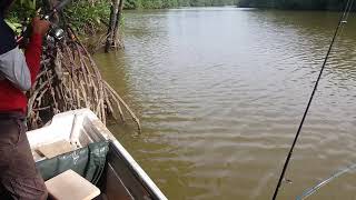 Ikan Semilang 500G - Lukut, Port Son