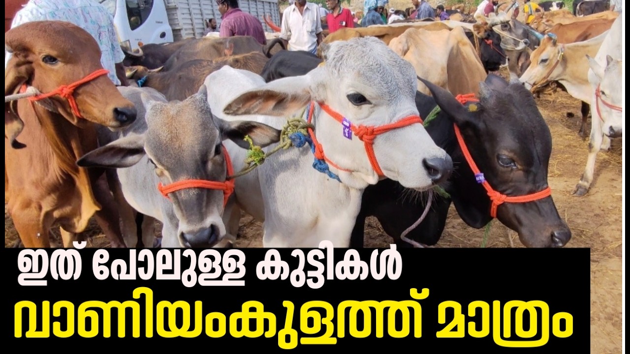 Vaniyamkulam chanda|വ്യാഴം ചന്ത|CATTLE MARKET
