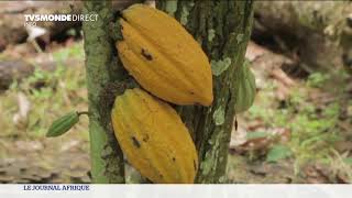 Cameroun : la sécheresse menace la filière cacao screenshot 5