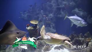 Happy Turtle-versary | TheDeepHull