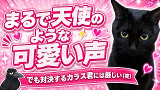 【しゃべる猫】声は天使なのにカラスへの態度が厳しすぎる⁉️前半は天使、後半は番長（笑）こっちゃんのギャップが面白すぎた‼️